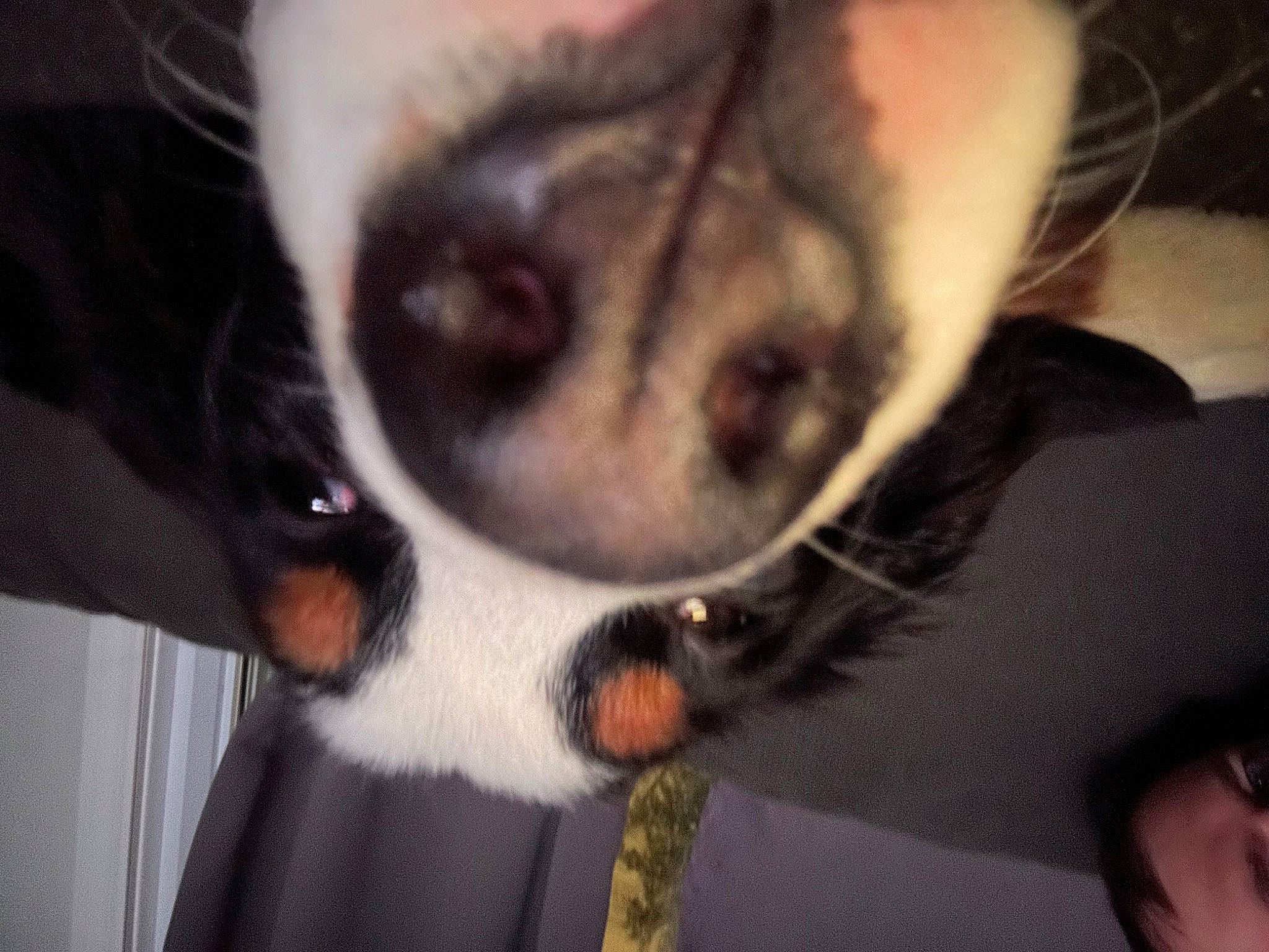 Tosh joined the competition — help win amazing prizes! audio_equipment, canidae, carnivore, collar, comfort, companion_dog, dog, dog_breed, dog_collar, ear, fawn, fur, human_leg, non_sporting_group, paw, snout, sporting_group, toy_dog, whiskers, working_animal