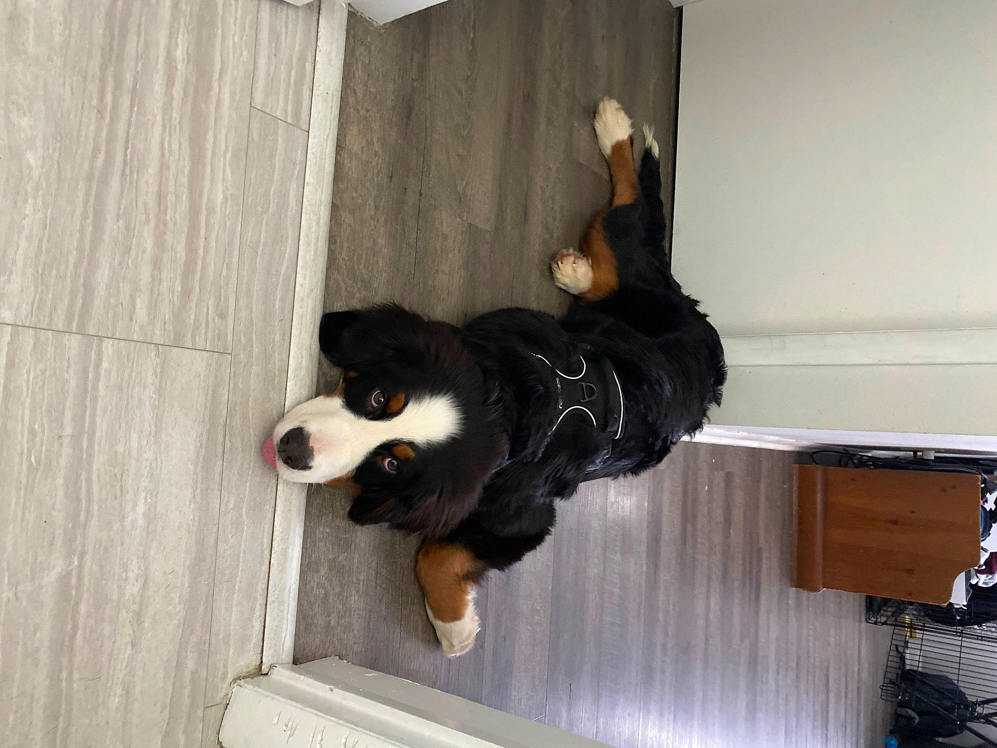Tosh is registered to the contest to win money with this photo: bear, canidae, carnivore, companion_dog, dog_breed, flooring, fur, hardwood, non_sporting_group, panda, sitting, snout, sporting_group, tail, terrestrial_animal, wood, working_dog