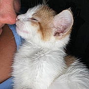 Arnold joined the competition — help win amazing prizes! affection, animal, cat, close_up, companion, cuddle, cute, face, fur, furry, indoor, kitten, love, nose, orange, person, pet, sleepy, whiskers, white