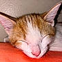 Arnold is registered to the contest to win money with this photo: animal, cat, close_up, cute, domestic, ears, face, fur, indoors, kitten, nose, orange, peaceful, pet, relaxing, resting, sleeping, soft, whiskers, white