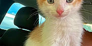 Arnold joined the competition — help win amazing prizes! kitten, cat, orange_and_white, pet, animal, indoor, car, seat, human_arm, bracelet, closeup, fur, whiskers, ears, cute, young, looking_at_camera, domestic_cat, pink_nose, curious