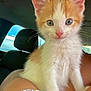 kitten, cat, orange_and_white, pet, animal, indoor, car, seat, human_arm, bracelet, closeup, fur, whiskers, ears, cute, young, looking_at_camera, domestic_cat, pink_nose, curious