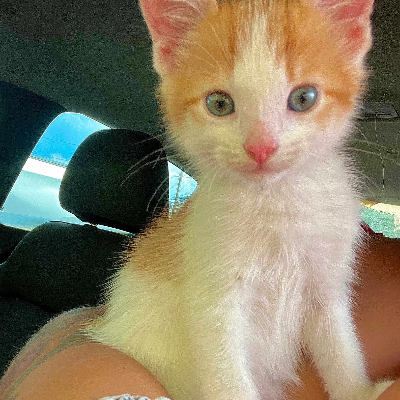 Arnold joined the competition — help win amazing prizes! animal, bracelet, car, cat, closeup, curious, cute, domestic_cat, ears, fur, human_arm, indoor, kitten, looking_at_camera, orange_and_white, pet, pink_nose, seat, whiskers, young