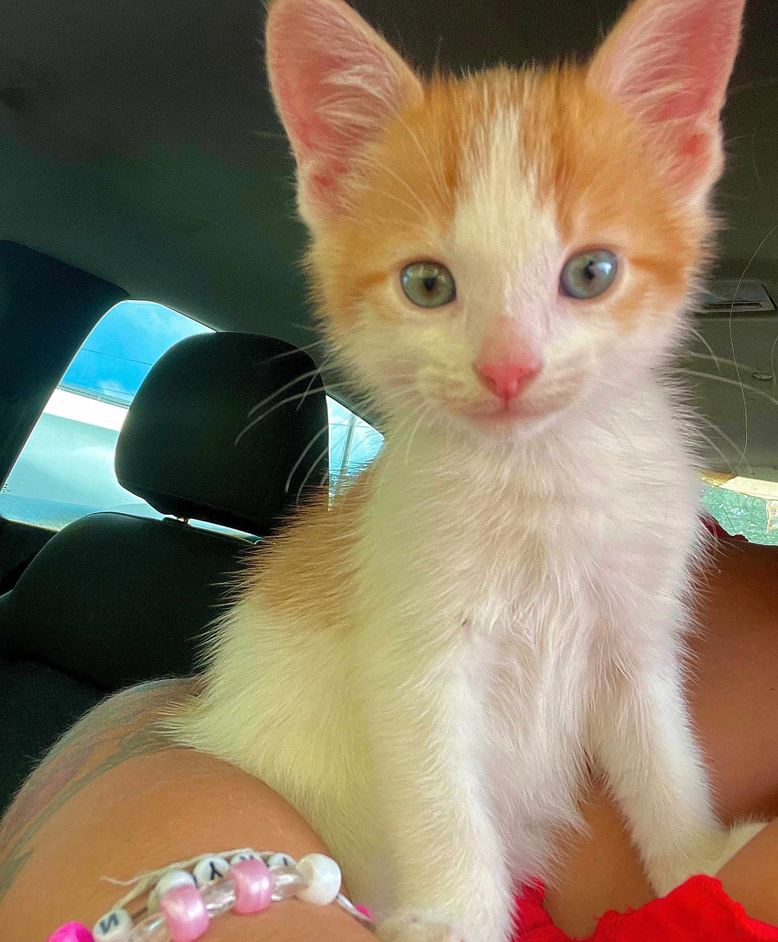 Arnold joined the competition — help win amazing prizes! kitten, cat, orange_and_white, pet, animal, indoor, car, seat, human_arm, bracelet, closeup, fur, whiskers, ears, cute, young, looking_at_camera, domestic_cat, pink_nose, curious