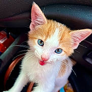 Arnold is registered to the contest to win money with this photo: kitten, cat, orange_and_white, blue_eyes, close_up, pet, animal, whiskers, ears, tongue_out, curious, indoor, car_interior, bag, fur, cute, young, small, playful, feline