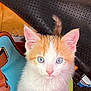 Arnold joined the competition — help win amazing prizes! kitten, cat, orange_and_white, blue_eyes, close_up, pet, animal, young_cat, curious, fur, whiskers, pink_nose, indoor, bag, leather, fabric, background, cute, domestic_cat, small