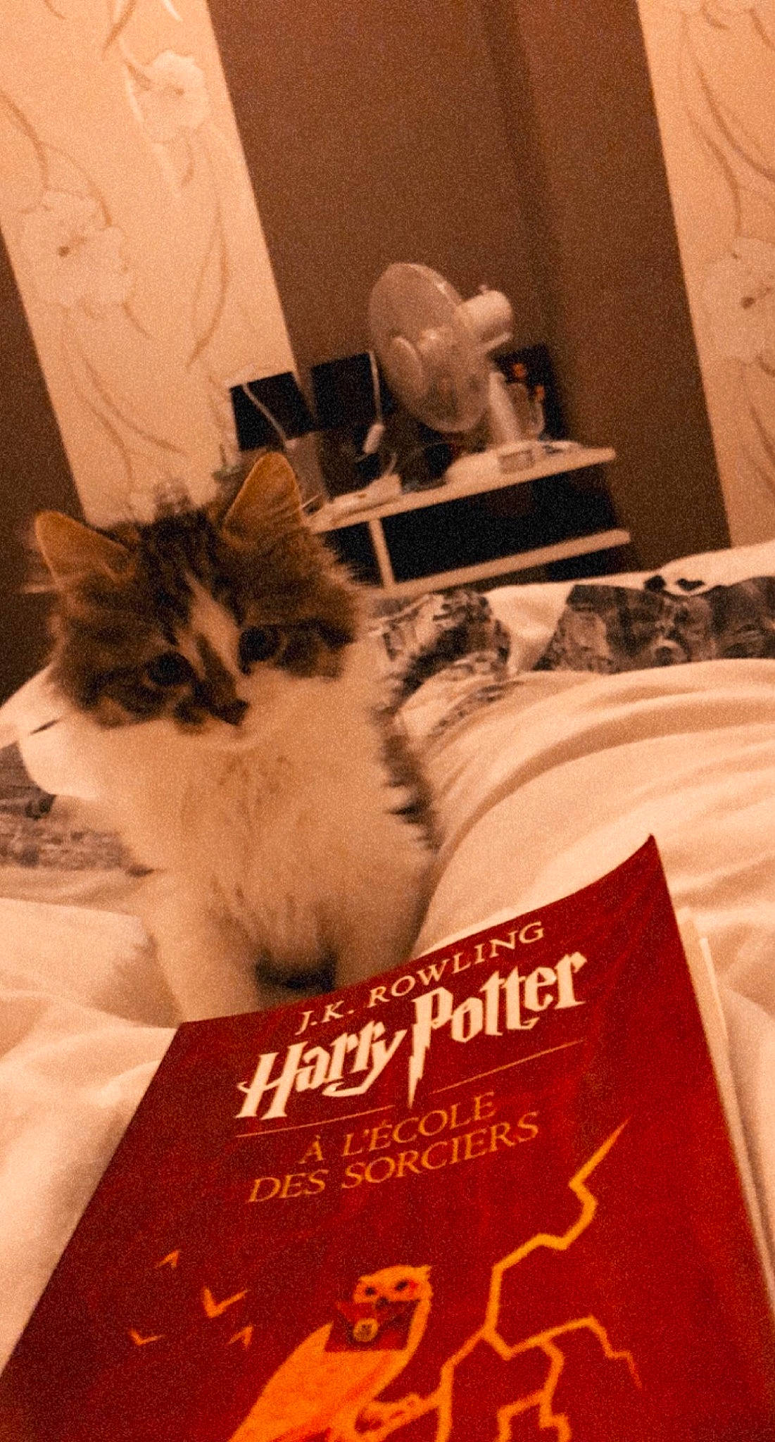 Snoopy a rejoint le concours — aidez-le/la à gagner de superbes lots ! advertising, book, book_cover, carnivore, cat, chair, comfort, domestic_short_haired_cat, felidae, font, fur, linens, paper, paper_product, paw, photo_caption, publication, room, small_to_medium_sized_cats, whiskers