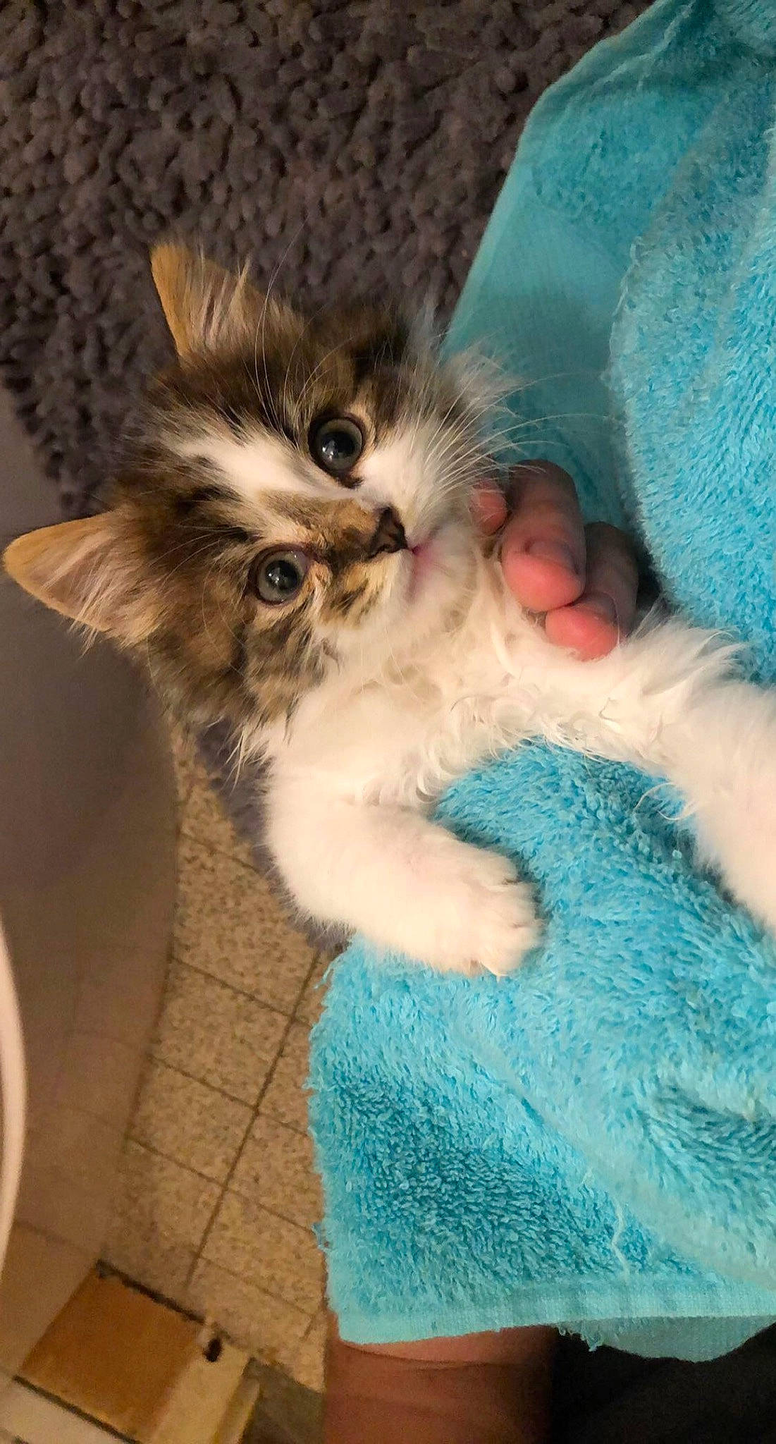 Snoopy participe au concours pour gagner de l'argent avec cette photo : canidae, carnivore, cat, cat_bed, claw, comfort, companion_dog, dog_breed, domestic_short_haired_cat, fawn, felidae, foot, fur, gesture, paw, small_to_medium_sized_cats, snout, tail, terrestrial_animal, whiskers