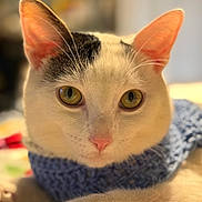 Diego joined the competition — help win amazing prizes! blanket, bokeh, cat, close_up, cozy, domestic, ears, feline, fur, green_eyes, indoor, knit_scarf, looking_at_camera, paw, pet, pink_nose, portrait, relaxed, shallow_depth_of_field, whiskers