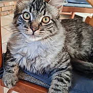 Ali a rejoint le concours — aidez-le/la à gagner de superbes lots ! animal, cat, chair, closeup, curious, cushion, cute, domestic, eyes, fluffy, fur, indoor, paw, pet, portrait, relaxed, seated, tabby, whiskers, wooden_furniture