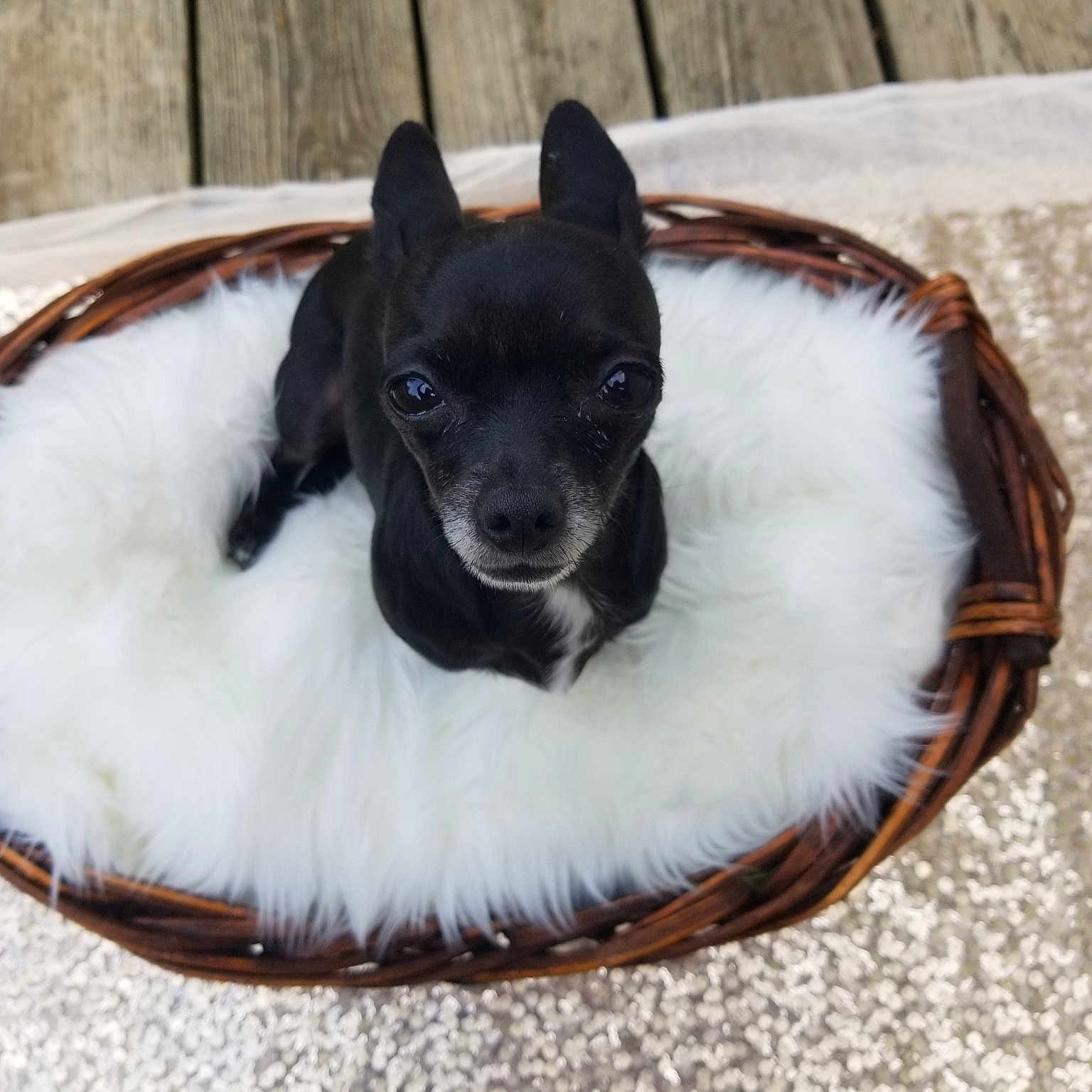 Nola joined the competition — help win amazing prizes! canidae, carnivore, chihuahua, companion_dog, dog, dog_breed, puppy, rare_breed_dog, sporting_group, toy_dog