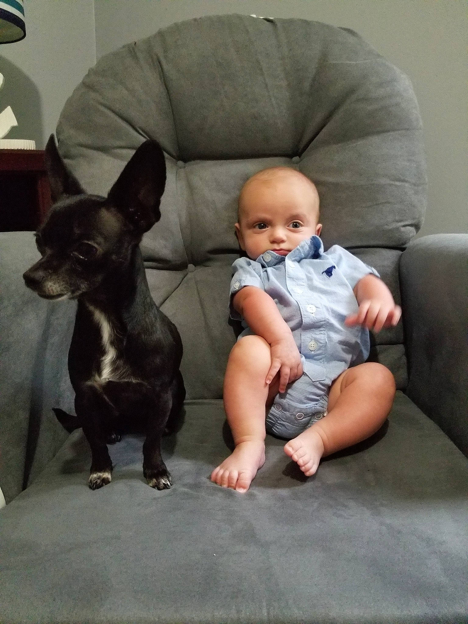 Nola is registered to the contest to win money with this photo: american_hairless_terrier, canidae, carnivore, child, companion_dog, dog, dog_breed, ear, fawn, french_bulldog, non_sporting_group, person, sitting, toddler