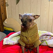 Nina is registered to the contest to win money with this photo: animal, blanket, cozy, cute, dog, eyeballs, fur, furniture, house, indoor, pet, portrait, red_blanket, sitting, small_dog, sweater, tongue_out, warm_clothing, wood_panel_wall, yellow_sweater