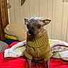 animal, blanket, cozy, cute, dog, eyeballs, fur, furniture, house, indoor, pet, portrait, red_blanket, sitting, small_dog, sweater, tongue_out, warm_clothing, wood_panel_wall, yellow_sweater