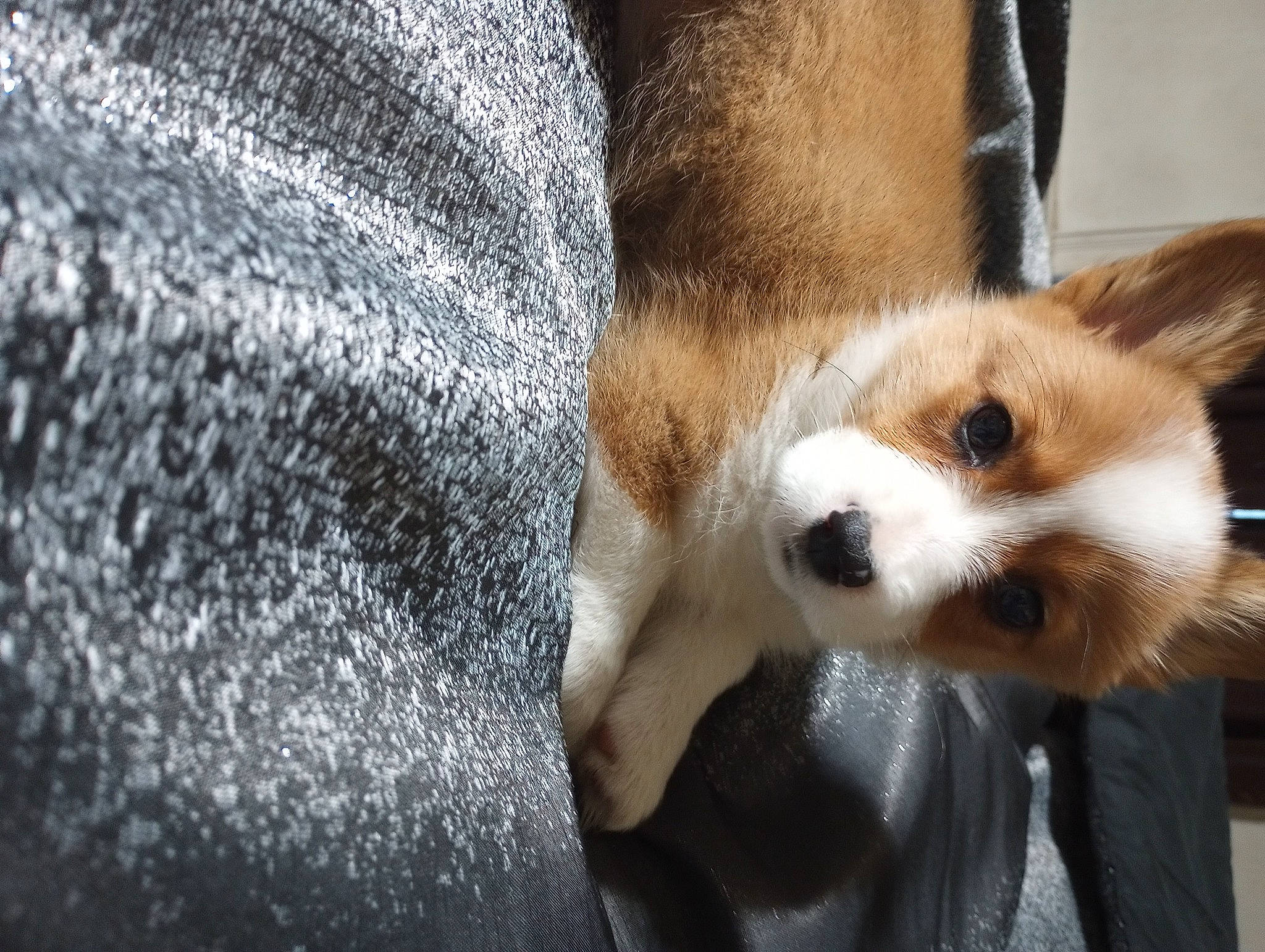 Priscilla joined the competition — help win amazing prizes! canidae, carnivore, claw, comfort, companion_dog, dog_breed, fawn, felidae, fur, human_leg, paw, red_panda, sporting_group, tail, terrestrial_animal, whiskers, wildlife