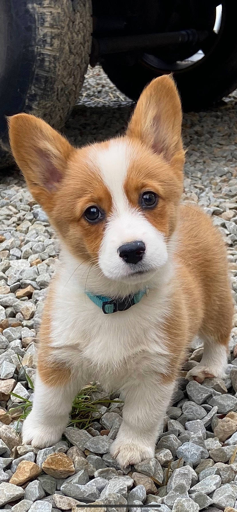 Priscilla joined the competition — help win amazing prizes! ancient_dog_breeds, canidae, carnivore, collar, companion_dog, dog, dog_breed, fawn, fur, non_sporting_group, snout, sporting_group, tail, terrestrial_animal, whiskers, wildlife, working_animal, working_dog