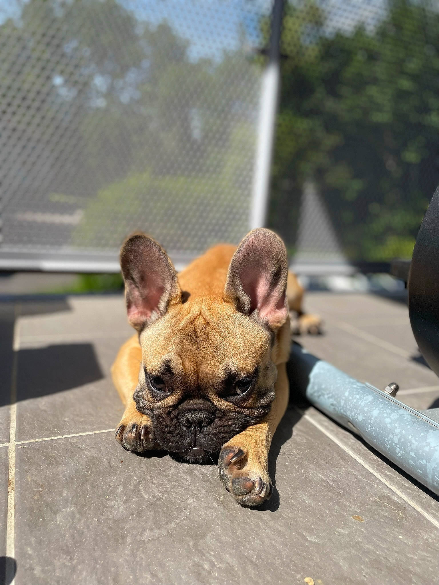 Daryl a rejoint le concours — aidez-le/la à gagner de superbes lots ! asphalt, canidae, carnivore, collar, companion_dog, dog, dog_breed, dog_collar, fawn, grass, guard_dog, paw, road_surface, snout, sporting_group, tail, toy_dog, tree, whiskers, working_animal