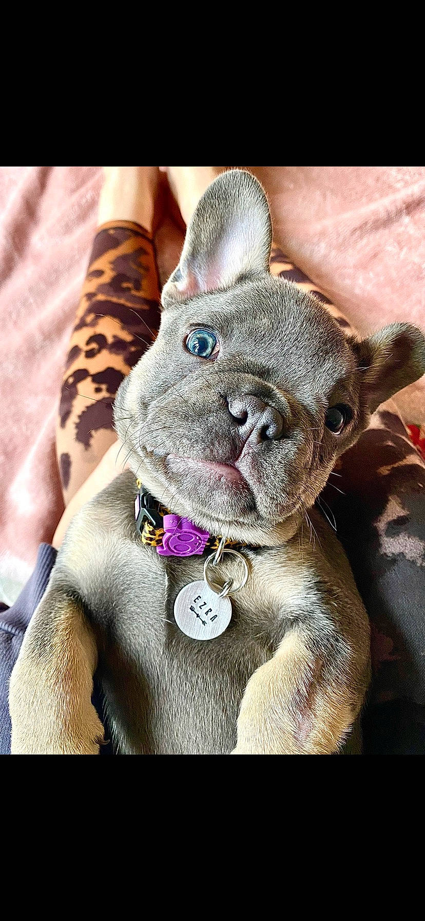 Ezra is registered to the contest to win money with this photo: carnivore, collar, comfort, companion_dog, dog, dog_breed, ear, fawn, gesture, head, human_body, liver, sleeve, snout, terrestrial_animal, tie, toy_dog, whiskers, working_animal, wrinkle