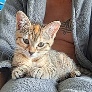 Athéna participe au concours pour gagner de l'argent avec cette photo : animal, cat, closeup, cozy, cute, ears, feline, fur, gray, indoor, kitten, lap, paws, person, pet, relaxed, robe, tabby, tattoo, whiskers