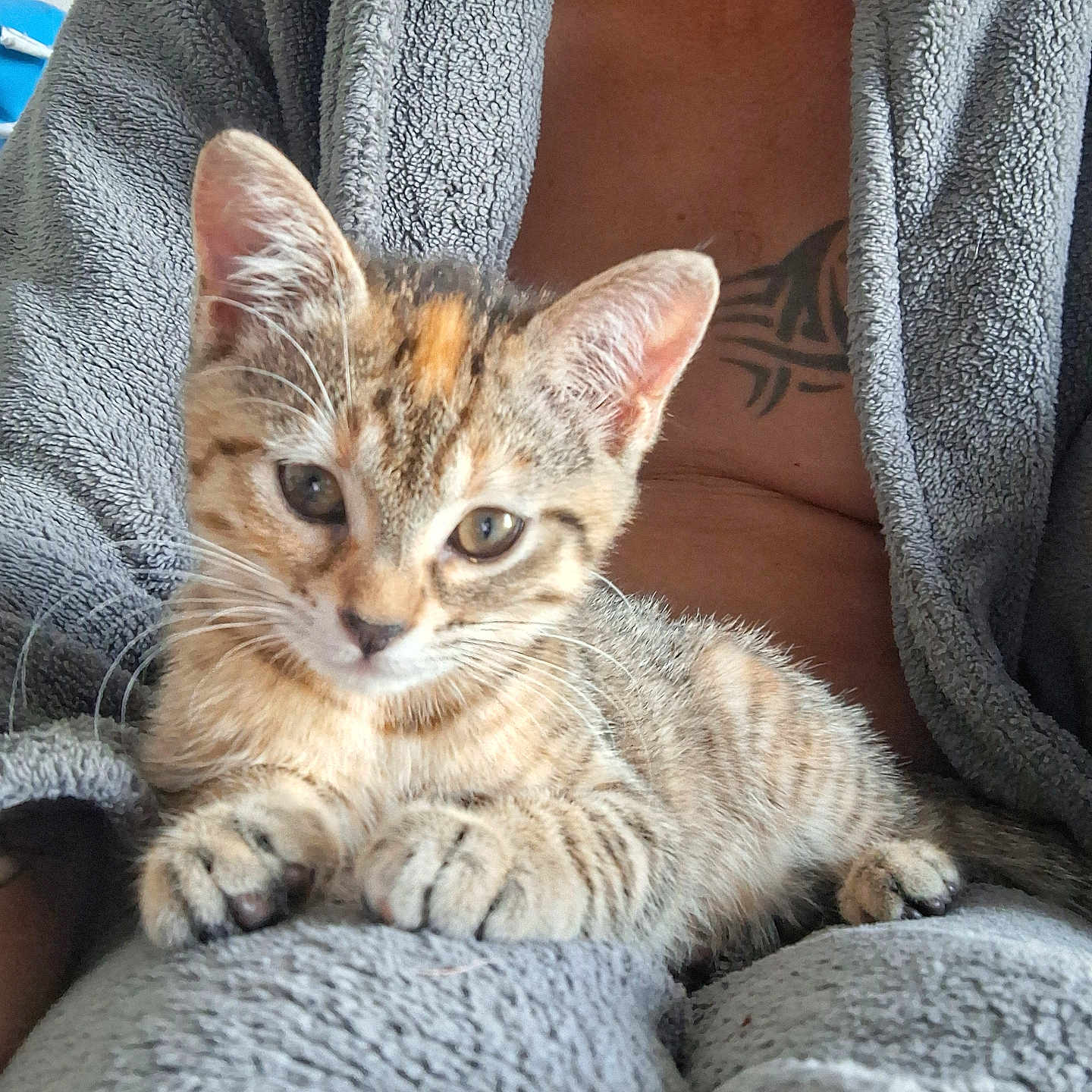 Athéna participe au concours pour gagner de l'argent avec cette photo : animal, cat, closeup, cozy, cute, ears, feline, fur, gray, indoor, kitten, lap, paws, person, pet, relaxed, robe, tabby, tattoo, whiskers