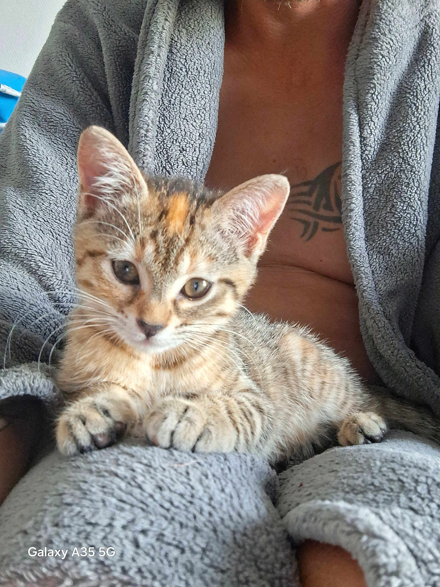Athéna participe au concours pour gagner de l'argent avec cette photo : animal, cat, closeup, cozy, cute, ears, feline, fur, gray, indoor, kitten, lap, paws, person, pet, relaxed, robe, tabby, tattoo, whiskers