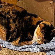 Autumn is registered to the contest to win money with this photo: animal, blanket, calico_cat, cardboard_box, carpet, cat, cereal_box, close_up, cozy, cute, domestic_animal, feline, fur, home, indoor, pet, relaxed, resting, sleeping, soft_texture