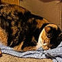 animal, blanket, calico_cat, cardboard_box, carpet, cat, cereal_box, close_up, cozy, cute, domestic_animal, feline, fur, home, indoor, pet, relaxed, resting, sleeping, soft_texture