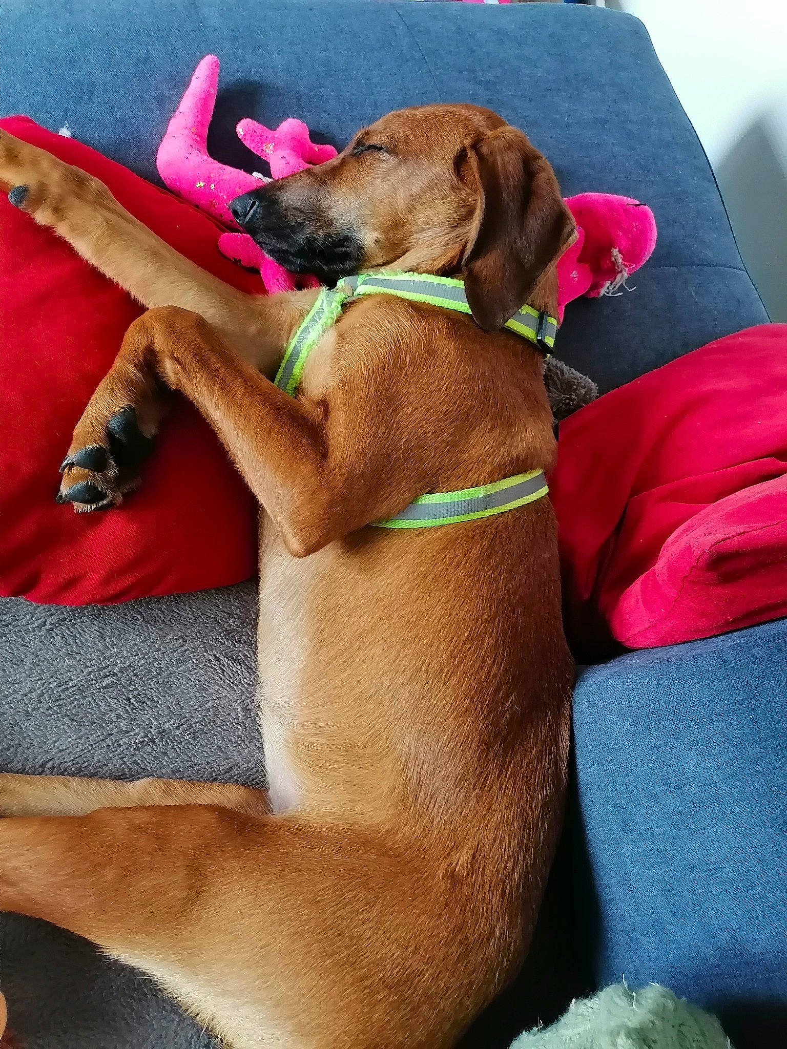 Isis participe au concours pour gagner de l'argent avec cette photo : canidae, carnivore, collar, comfort, companion_dog, dog, dog_breed, dog_collar, dog_supply, fashion_accessory, fawn, fur, leash, linens, liver, paw, pet_supply, snout, sporting_group, working_animal