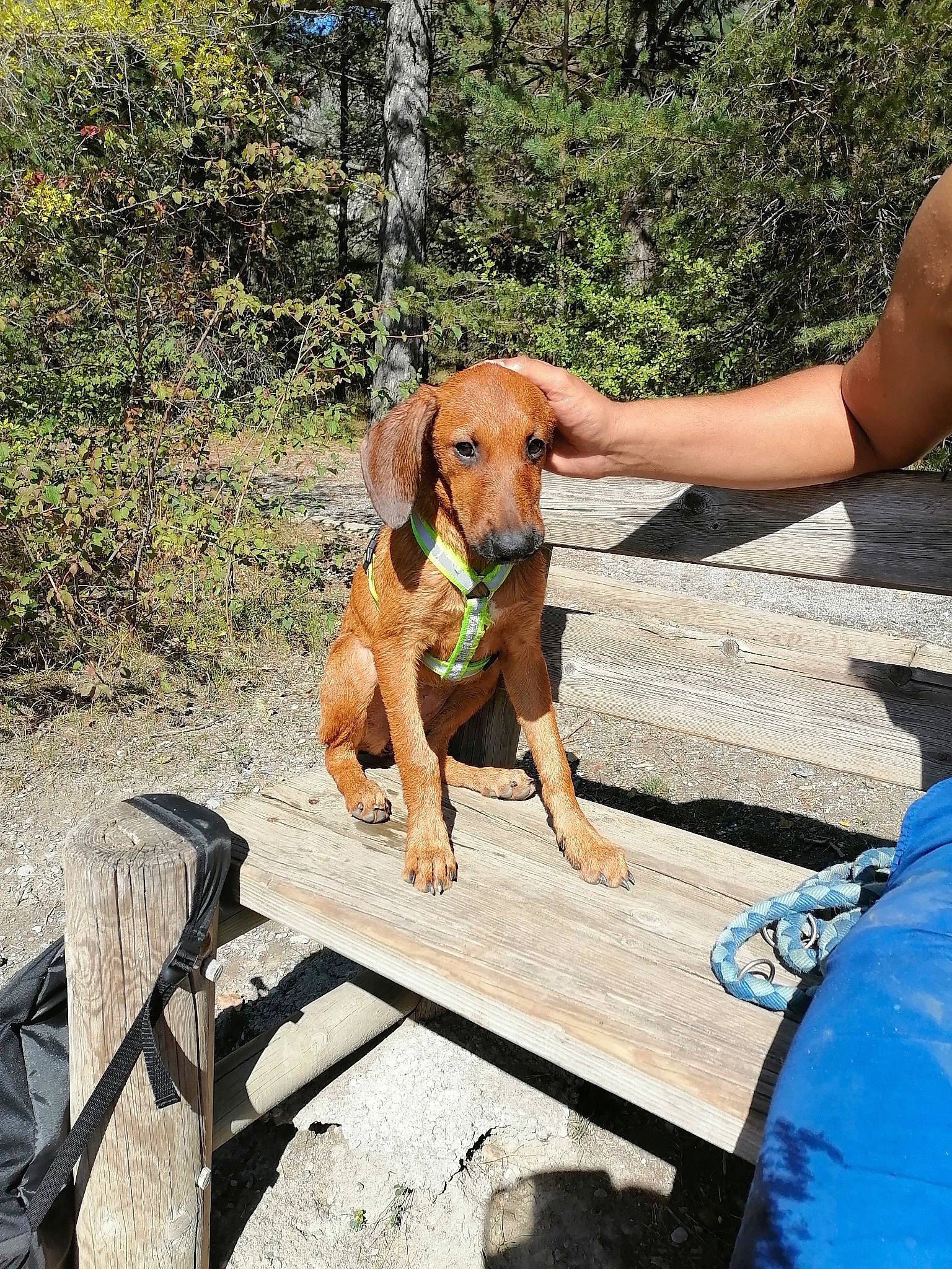 Isis participe au concours pour gagner de l'argent avec cette photo : canidae, carnivore, companion_dog, dog, dog_breed, dog_supply, fawn, fun, grass, leisure, liver, outdoor_furniture, pet_supply, plant, recreation, shade, sitting, sporting_group, wood, working_animal