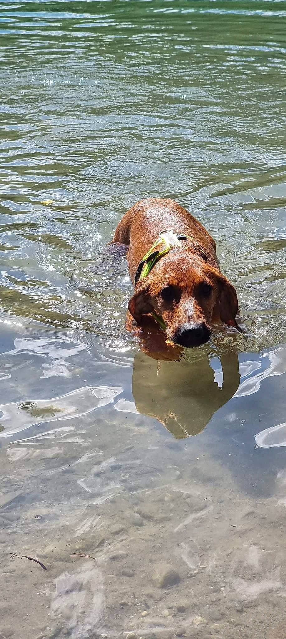 Isis a rejoint le concours — aidez-le/la à gagner de superbes lots ! bathing, canidae, carnivore, companion_dog, dog, dog_breed, fawn, gun_dog, hunting_dog, leisure, liquid, liver, snout, sporting_group, water, working_animal, working_dog