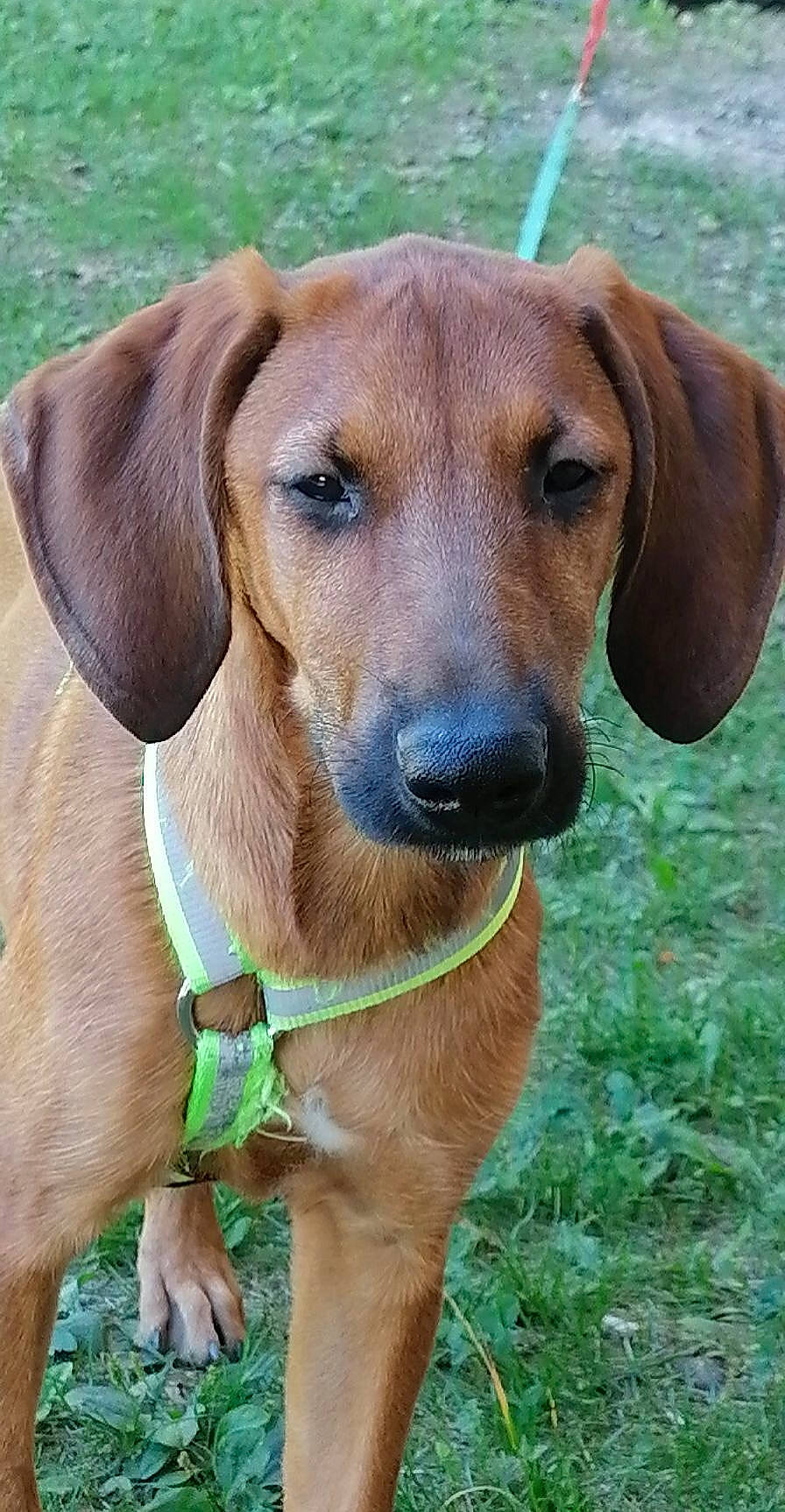 Isis participe au concours pour gagner de l'argent avec cette photo : canidae, carnivore, collar, companion_dog, dog, dog_breed, dog_collar, dog_supply, fawn, grass, gun_dog, hound, hunting_dog, liver, pet_supply, snout, sporting_group, terrestrial_animal, whiskers, working_animal