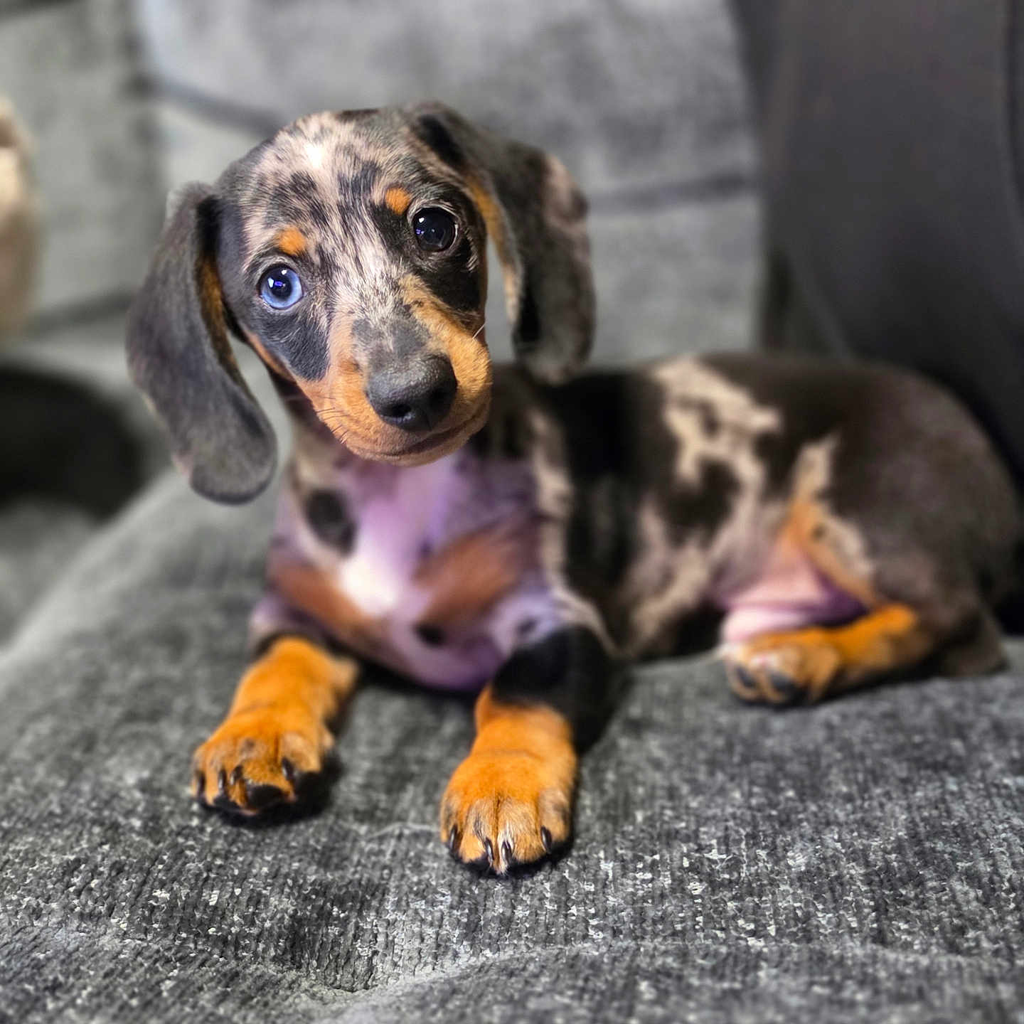 Merlin is registered to the contest to win money with this photo: puppy, dog, dachshund, merle, pet, animal, cute, lying_down, couch, indoor, fur, ears, paws, portrait, young, looking_at_camera, domestic_animal, small_dog, resting, companion