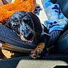 Merlin is registered to the contest to win money with this photo: puppy, dog, car_seat, stuffed_animal, blanket, sunlight, cozy, resting, animal, pet, cute, snuggling, indoor, seatbelt, fabric, black, orange, blue, comfort, relaxation