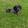 Merlin joined the competition — help win amazing prizes! puppy, dog, dachshund, grass, greenery, outdoor, pet, animal, cute, nature, young, small_dog, dappled_coat, head_tilt, curious, dandelion, lawn, playful, summer, relaxed