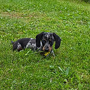Merlin is registered to the contest to win money with this photo: dog, puppy, dachshund, grass, flower, outdoor, pet, animal, cute, playful, greenery, nature, young, small, mammal, lying_down, curious, ears, black_and_white, yellow_flower