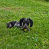 dog, puppy, dachshund, grass, flower, outdoor, pet, animal, cute, playful, greenery, nature, young, small, mammal, lying_down, curious, ears, black_and_white, yellow_flower