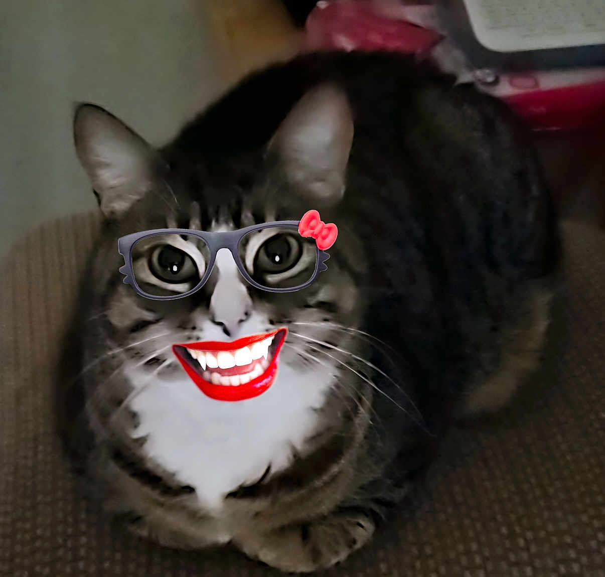 Lacey is registered to the contest to win money with this photo: cat, tabby, glasses, digital_filter, funny, face_filter, pet, animal, whiskers, sitting, indoor, closeup, cute, playful, humor, eyes, nose, fur, muzzle, portrait