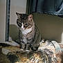 Lacey is registered to the contest to win money with this photo: cat, tabby, animal, pet, feline, indoor, blanket, patterned_blanket, fur, whiskers, ears, tail, sitting, quiet, corner, shelf, clothing, shadow, wall, cozy