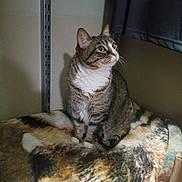 Lacey is registered to the contest to win money with this photo: cat, tabby, indoor, blanket, furniture, curtain, wall, pet, animal, cozy, sitting, alert, fur, whiskers, paws, striped, domestic_cat, looking_away, resting_place, quiet