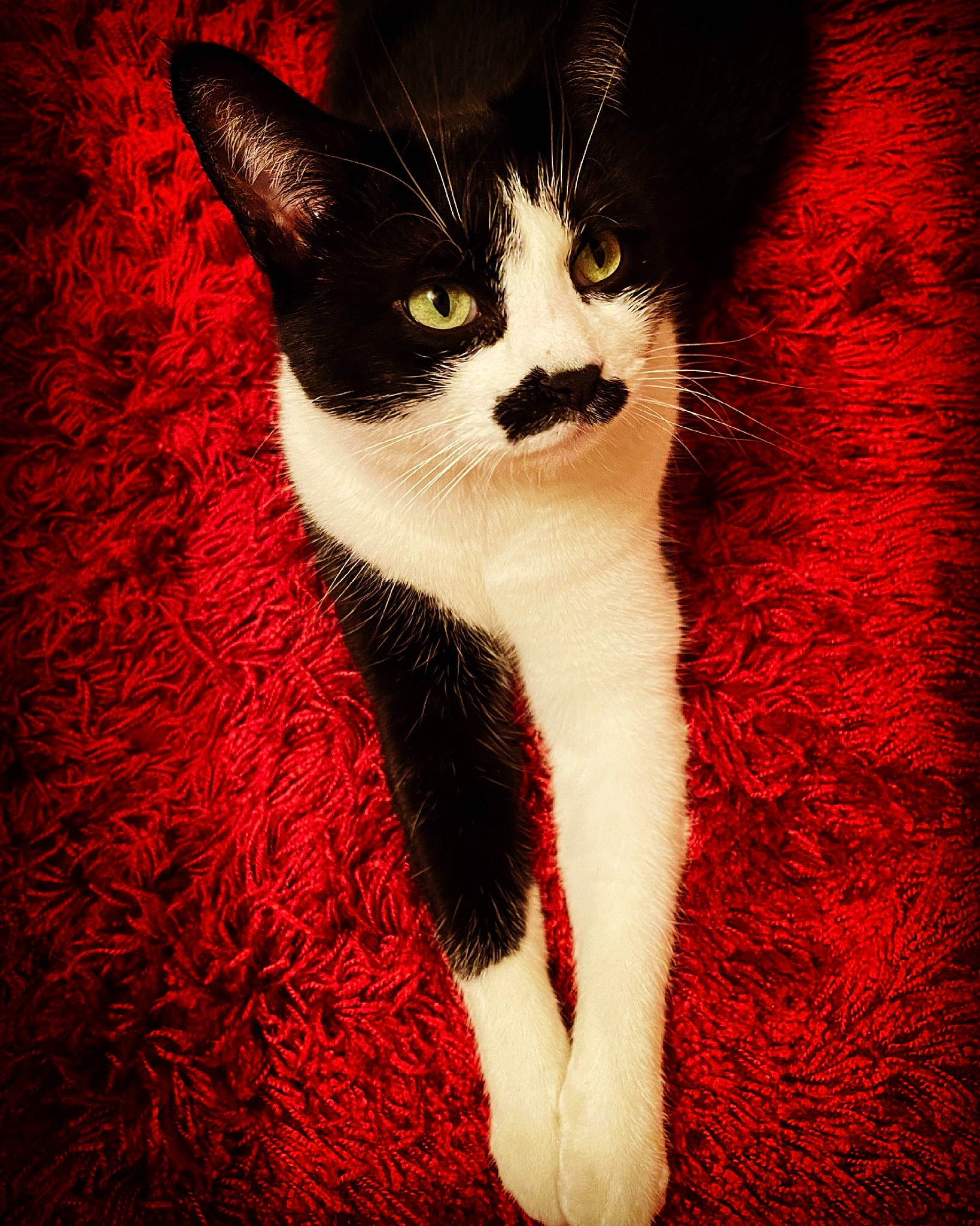 Charlie Chaplin Brown