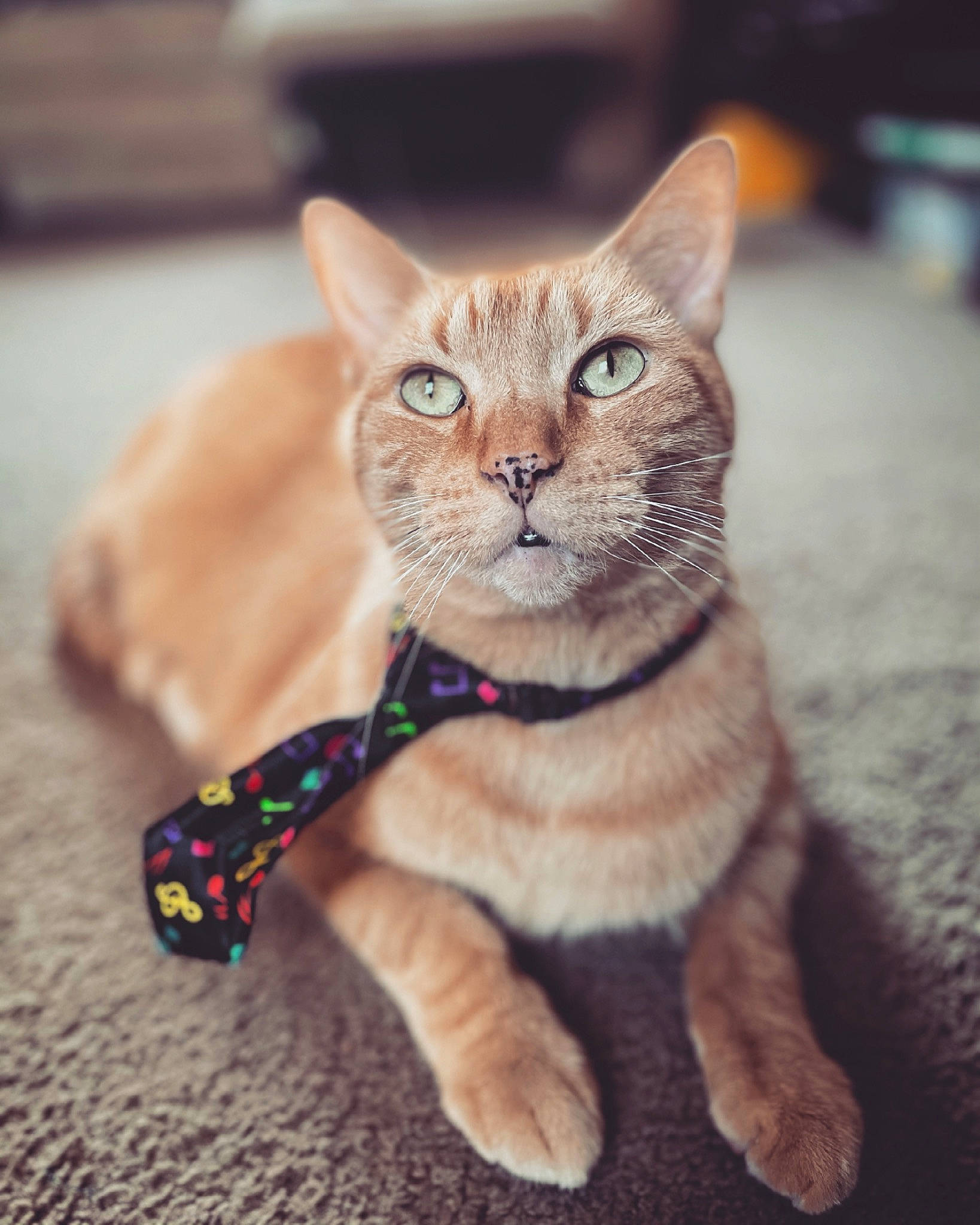 Moose is registered to the contest to win money with this photo: carnivore, cat, claw, domestic_short_haired_cat, ear, fawn, felidae, foot, fur, paw, sitting, sky, small_to_medium_sized_cats, snout, tail, terrestrial_animal, whiskers, wildlife, window