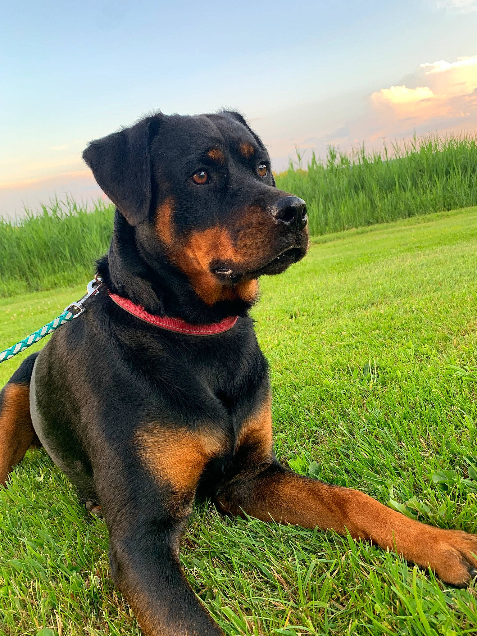 Dollie is registered to the contest to win money with this photo: canidae, carnivore, cloud, collar, companion_dog, dobermann, dog, dog_breed, dog_collar, fawn, grass, grassland, guard_dog, personal_protective_equipment, pet_supply, plant, rottweiler, sky, snout, working_animal