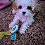 Ruby Loo is registered to the contest to win money with this photo: animal, background, brown_carpet, carpet, chew_toy, cozy, cute, decor, dog, fluffy, home, indoor, lying_down, pet, pet_toy, playful, puppy, small_dog, toy, white_puppy