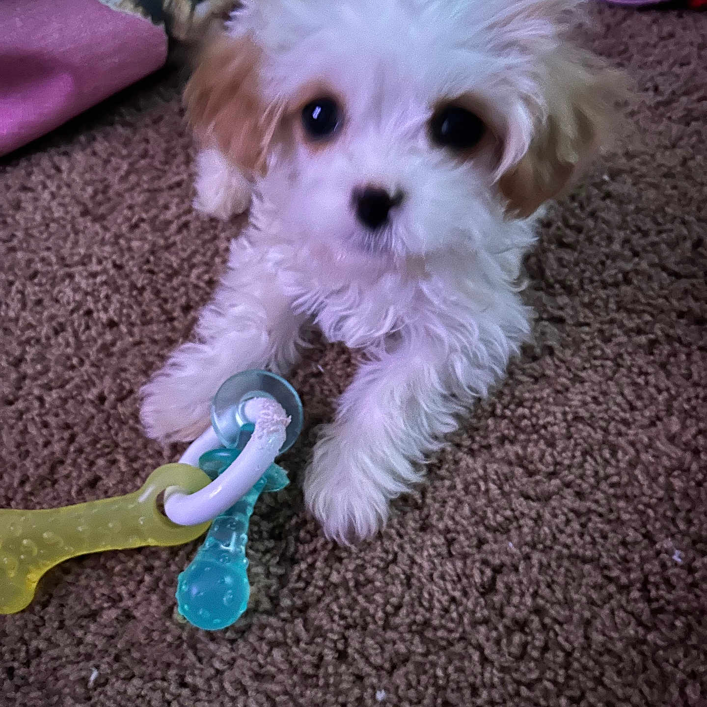 Ruby Loo is registered to the contest to win money with this photo: animal, background, brown_carpet, carpet, chew_toy, cozy, cute, decor, dog, fluffy, home, indoor, lying_down, pet, pet_toy, playful, puppy, small_dog, toy, white_puppy