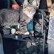 Boots joined the competition — help win amazing prizes! abyssinian, advertisement, alloywheel, angora, animal, car, carwheel, cat, chair, couch, face, furniture, head, kitten, machine, manx, person, pet, poster, siamese