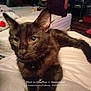Midnight is registered to the contest to win money with this photo: abyssinian, animal, baby, bed, bedroom, blackcat, brasssection, cat, couch, cushion, furniture, homedecor, horn, indoors, kitten, manx, musicalinstrument, person, pet, room