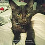 Midnight is registered to the contest to win money with this photo: abyssinian, animal, bed, bedroom, blackcat, blanket, cat, couch, cushion, face, furniture, head, homedecor, indoors, kitten, manx, person, pet, quilt, room