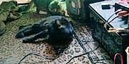 Midnight joined the competition — help win amazing prizes! adapter, animal, canine, cat, child, computer, couch, electronics, female, furniture, girl, hardware, indoors, kitten, laptop, pc, person, pet, table, tape