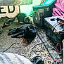 adapter, animal, canine, cat, child, computer, couch, electronics, female, furniture, girl, hardware, indoors, kitten, laptop, pc, person, pet, table, tape