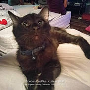 Midnight is registered to the contest to win money with this photo: abyssinian, animal, bed, blackcat, brasssection, cat, couch, cushion, den, furniture, homedecor, horn, indoors, kitten, manx, musicalinstrument, person, pet, siamese